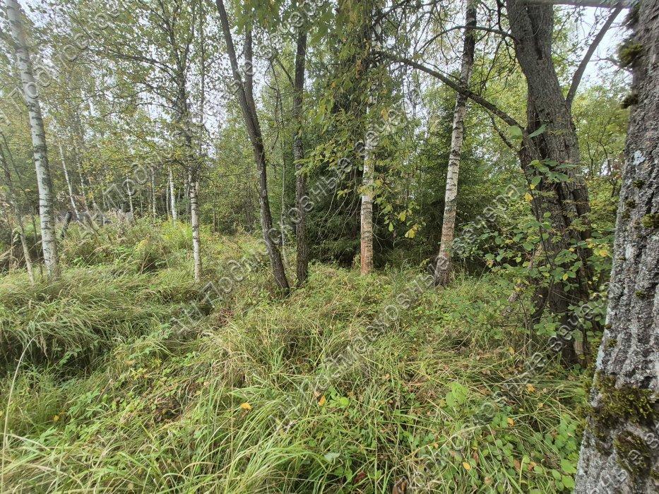 Продается дом, площадью 56.00 кв.м. Московская область, Можайский городской округ, деревня Павлищево